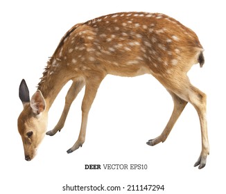 Cute spotted fallow deer isolated on white.vector