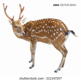 Cute spotted fallow deer isolated on white.vector