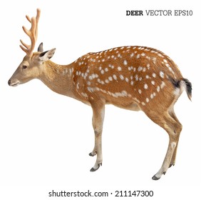 Cute spotted fallow deer isolated on white.vector