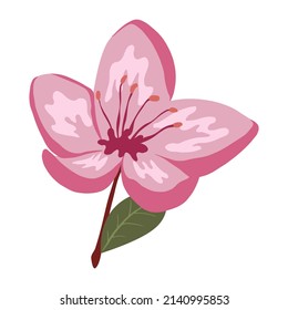Cute spring cherry blossom vector isolated illustration. Spring flower with leaves and branches for decorations, greeting cards, postcards, wedding invitations