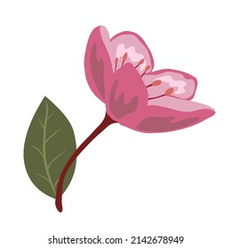 Cute spring cherry blossom vector isolated illustration. Spring flower with leaves and branches for decorations, greeting cards, postcards, wedding invitations