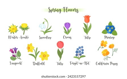 Cute spring flowers bloom. Cartoon vector illustration spring botany garden. Early springtime flower blossom and floral names signature - snowdrop, daffodil, crocus, tulip. Bright vibrant flat design.