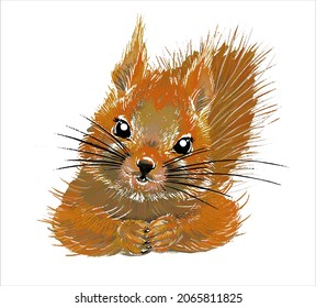 Cute squirrel on an isolated white background. Portrait of a funny fluffy animal.