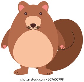 Cute squirrel on white background illustration