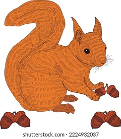 Cute squirrel searching for nuts.