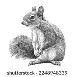 Cute squirrel sitting hand drawn sketch Wild animals Vector illustration