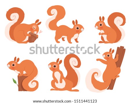 Cute squirrel. Zoo little forest animals in action poses wildlife squirrel vector cartoon character
