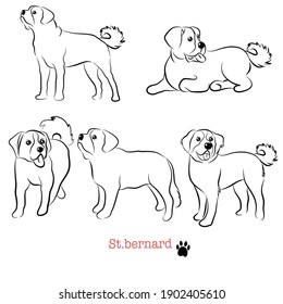 Cute  St. bernard  doodle. Collection in different poses in free hand drawing illustration style.