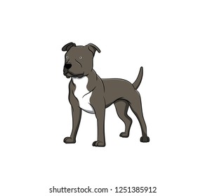 Cute Staffordshire Bull Terrier Cartoon Dog. Vector illustration of purebred staffordshire bull terrier dog.