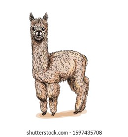 Cute standing alpaca, full color sketch, hand drawn vector illustration