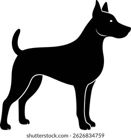 A cute standing black and white dog, a mammal and pet, is isolated on a white background in this animal illustration