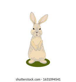 Cute standing bunny vector illustration on white background