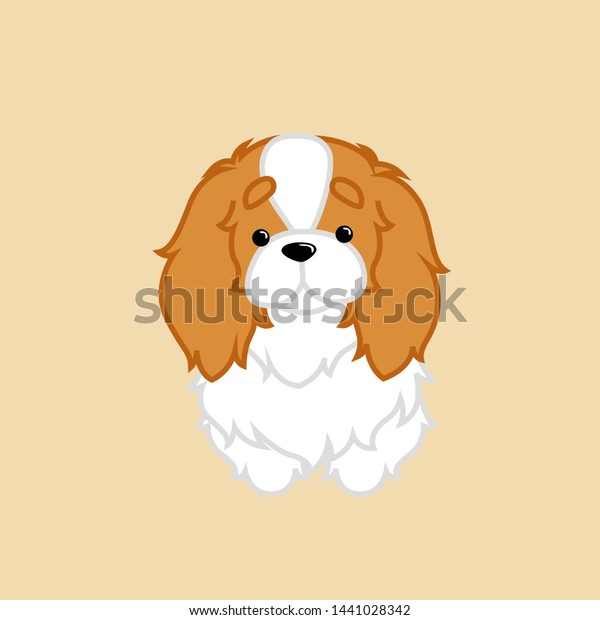 fluffy cavalier king charles spaniel