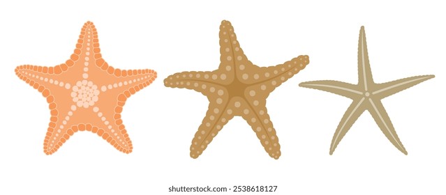 Lindo conjunto de Vector de estrella de mar lindo estilo de dibujos animados. Colección de concha sobre fondo blanco.