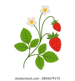 Cute strawberry bush branch with red ripe berries, white flowers and green leaves. Sweet summer wild garden plant element. Organic farming botanical food isolated on white background