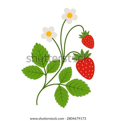 Cute strawberry bush branch with red ripe berries, white flowers and green leaves. Sweet summer wild garden plant element. Organic farming botanical food isolated on white background
