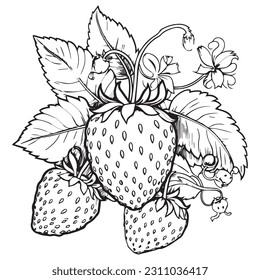 Cute strawberry coloring book page Vector illustration, Children background, Magic pony cartoon, Sketch animals, fruits coloring page.