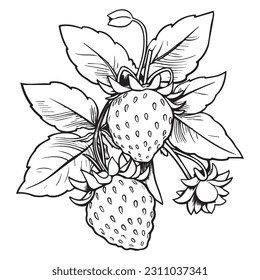 Cute strawberry coloring book page Vector illustration, Children background, Magic pony cartoon, Sketch animals, fruits coloring page.