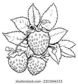 Cute strawberry coloring book page Vector illustration, Children background, Magic pony cartoon, Sketch animals, fruits coloring page.