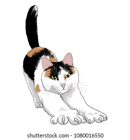 Cute stretching cat. Illustration on white background. Hand-drawn vector illustration of an animal. Sketch.