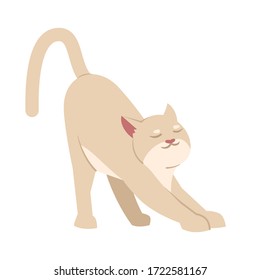 Cute stretching cat semi flat RGB color vector illustration. Adorable beige kitten, playful domestic animal isolated cartoon character on white background. Funny kitty, fluffy pet, graceful pussycat