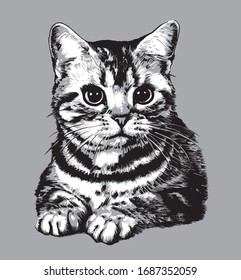 Cute striped cat realistic hand drawn vector illustration.
