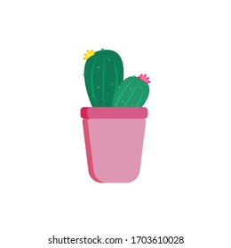 Cute succulent plant, little cactus, in pink pot on white isolated background. Single interior object.