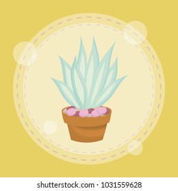 cute succulent plant in pot