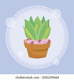 cute succulent plant in pot