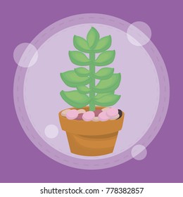 cute succulent plant in pot