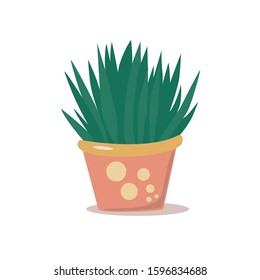 Cute succulent in pot, vector illustration, isolated on white background, aloe, home plant