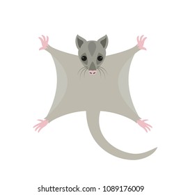 Cute sugar glider on white background. Vector illustration.