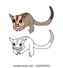 Cute Sugar Glider. Vector Illustration. isolated on White Background.