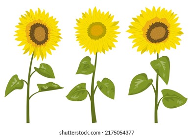 Cute summer sunflowers with leaves. Vector illustration. Isolated on white background. Design for banner, wallpaper.