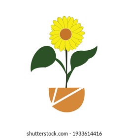 cute sunflower in pretty pot with dark green leaves