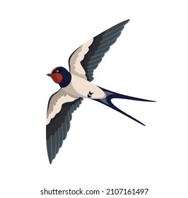 Cute swallow concept. Sticker with beautiful bird soaring in sky with its wings spread. Bottom view. Design element for postcards. Cartoon flat vector illustration isolated on white background