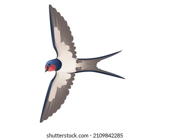 Cute swallow flying on white background cartoon bird animal design