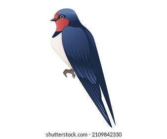 Cute swallow sitting on white background cartoon bird animal design
