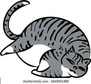 Cute tabby cat is lying. Body positive for people and animals. Favorite pet.