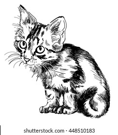 
Cute tabby kitten   Drawing by hand in ink   woodcut  