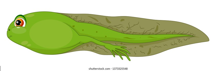 Tadpoles Images, Stock Photos & Vectors | Shutterstock