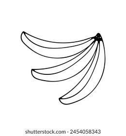 Cute three bananas. Summer sweet fruit for desserts, cooling cocktails, smoothie. Delicious natural fruit. Hand drawing black line doodle vector illustration. Isolated on white background.