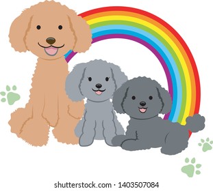 Cute three friend toy poodle