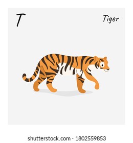 Cute tiger - cartoon animal character. Vector illustration in flat style isolated on gray background.