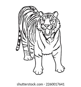 Cute Tiger With coloring book pages picture,Tiger line art,Tiger outline drawing vector illustration, Tiger vector art and line drawing