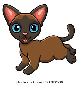 Cute tonkinese cat cartoon walking
