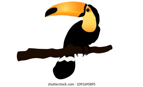 Cute toucan vector white backgroud.