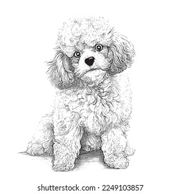 Cute toy poodle dog portrait hand drawn sketch Pets Vector illustration.