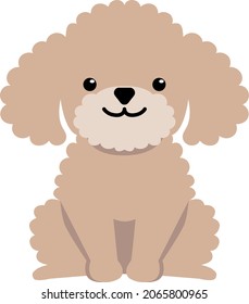 A cute toy poodle sitting. The whole body in front.