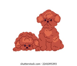 Cute Toy Poodles, puppies friends. Fluffy little miniature doggies. Adorable purebred mini dogs, fuzzy furry fun pups. Small canine animals. Flat vector illustration isolated on white background